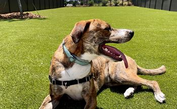 Turf dog park